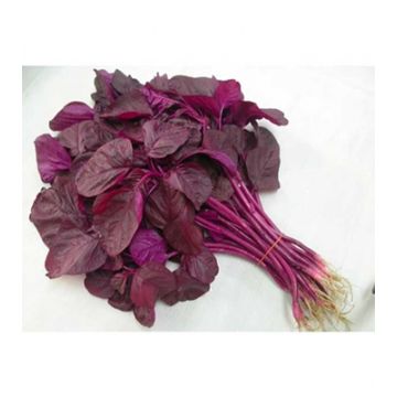 Vegetable Red Amaranth (লাল শাক) Per Bundle 65037